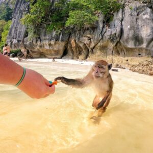 Phi Phi Maya Khai Island - Image 3