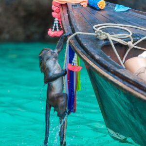 Phi Phi – Bamboo - Private Charter - Image 3